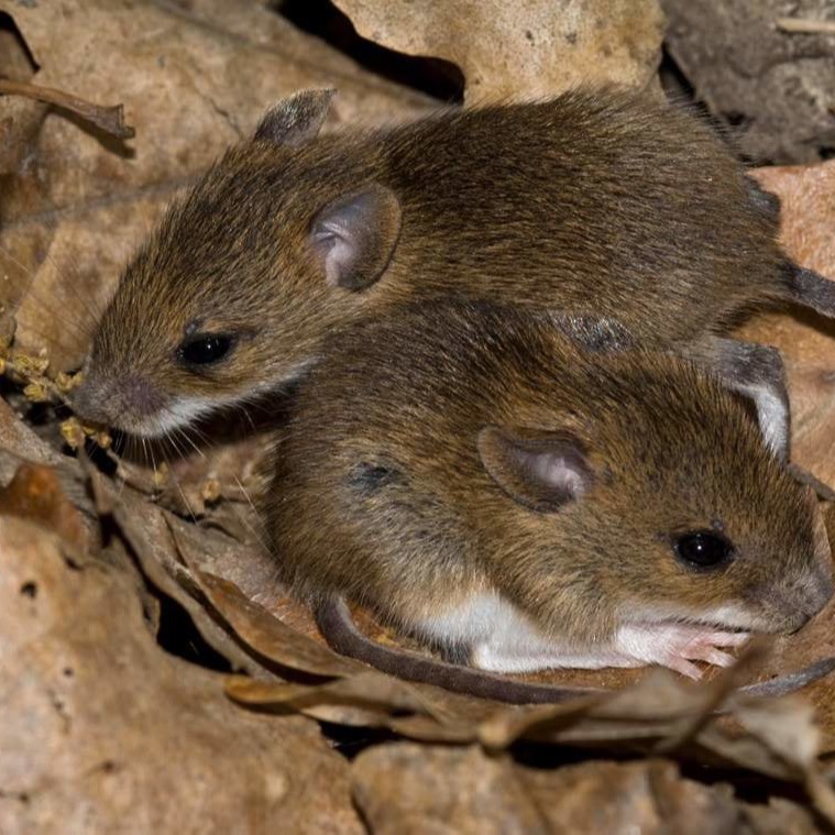 Уничтожения мышей в частном доме в Люберцах?